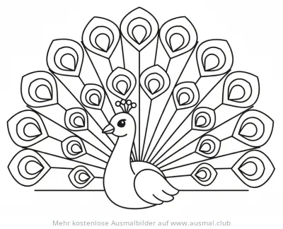 Pfau Ausmalbild mit geöffnetem Federkleid
